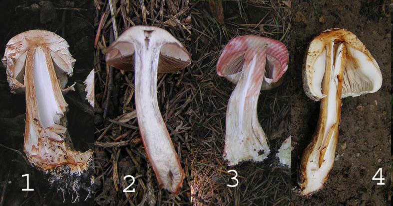 COLOR QUIZ.................